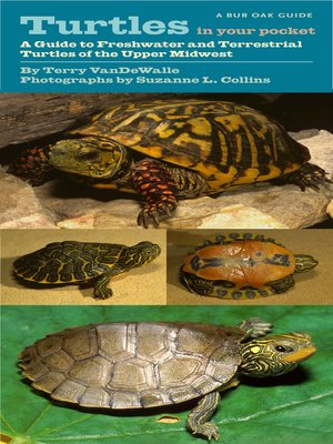 cover image of Turtles in Your Pocket